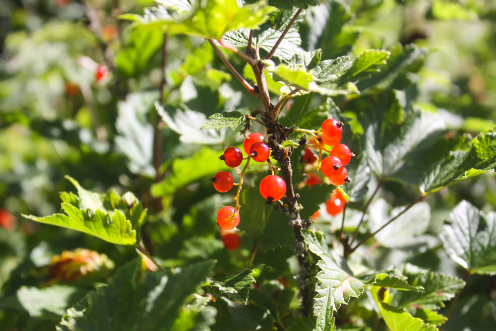 Baltijas ogu spēks – tumši violeta aroniju, sarkanu jāņogu un oranžu smiltsērkšķu sula glāzēs uz koka galda, rudens gaismā.
