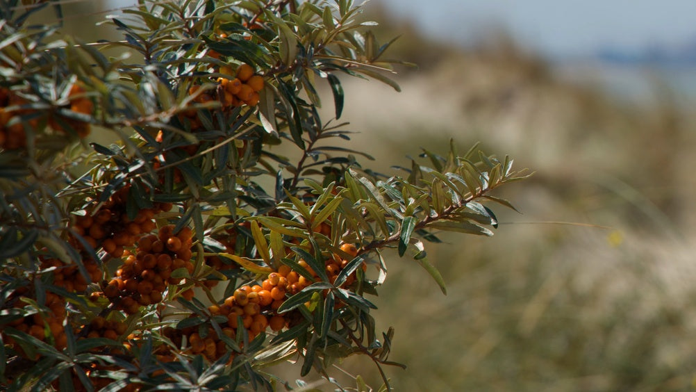 Sea Buckthorn: The Orange Berry That Makes Its Own Omega-7