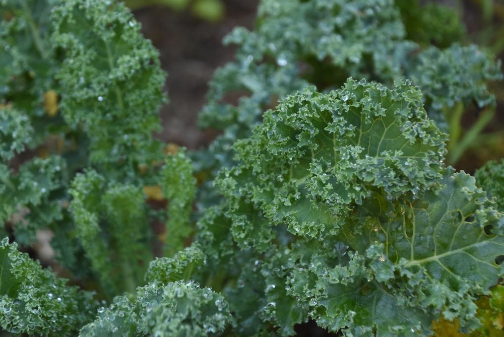 Kale