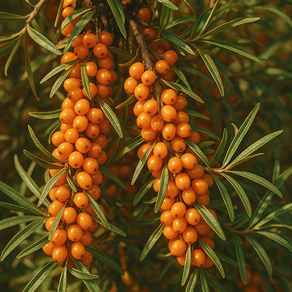 100% organic sea buckthorn juice
